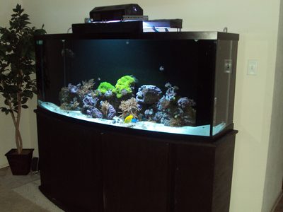 175 gallon Oceanic bow front reef aquarium lit in the corner of a room on a black cabinet stand, green corals and a yellow tang inside