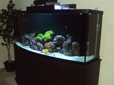 Angled view showing the bow front curve of the glass, live rock aquascape, yellow tang and green corals above a white sand bed