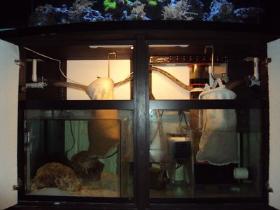 Sump and filtration inside the cabinet stand, two filter socks, return pump and a controller with red indicator lights