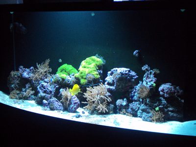 Head on view of the illuminated reef, green star polyp colonies and branching soft corals over a white sand bed