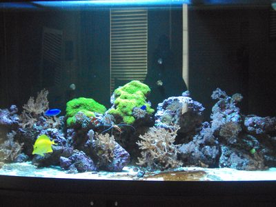 Close view of the reef with bright green polyp colonies, a yellow tang, a blue damselfish and a clownfish among the rockwork