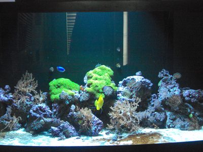 Reef aquascape with green polyp colonies, a blue damselfish, a yellow tang and branching soft corals