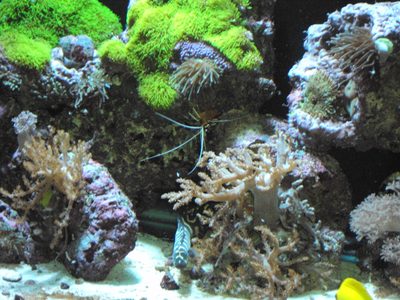 Rockwork closeup with green star polyps, anemones and branching corals, a striped fish tucked in below