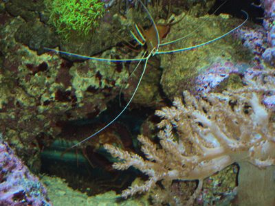 Cleaner shrimp on live rock beside a branching stony coral