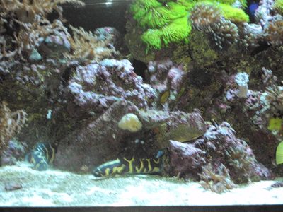 Two yellow and black patterned fish resting on the sand bed beneath the rockwork
